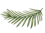 Costa Rica leaf