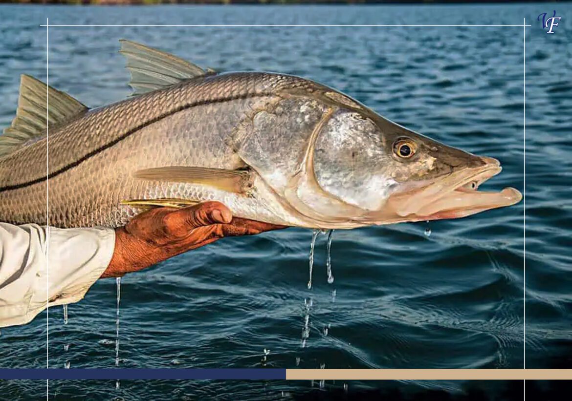 The Top 10 Game Fish to Target on Your Costa Rican Fishing Adventure