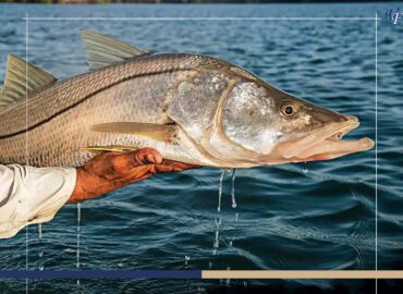 The Top 10 Game Fish to Target on Your Costa Rican Fishing Adventure