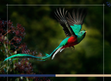 Diverse Bird Species to Spot in Costa Rica