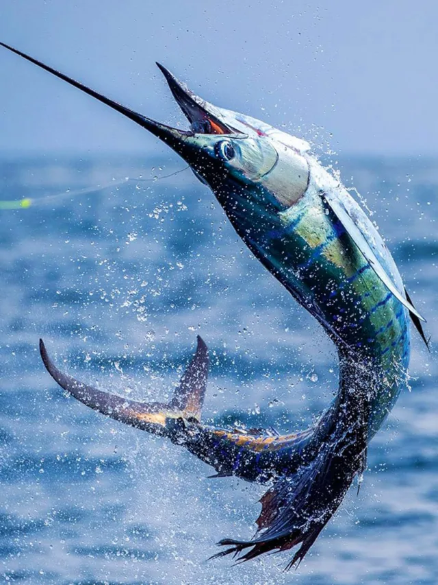 7 Things Not to do While Fishing in Costa Rica.