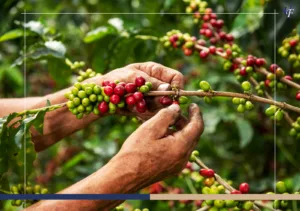 Sustainable Coffee Farming Practices Followed in Costa Rica