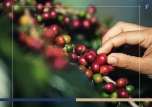 Coffee Growing Regions in Costa Rica