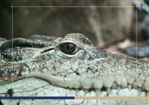 A Comprehensive Guide to Crocodile Tours in Costa Rica