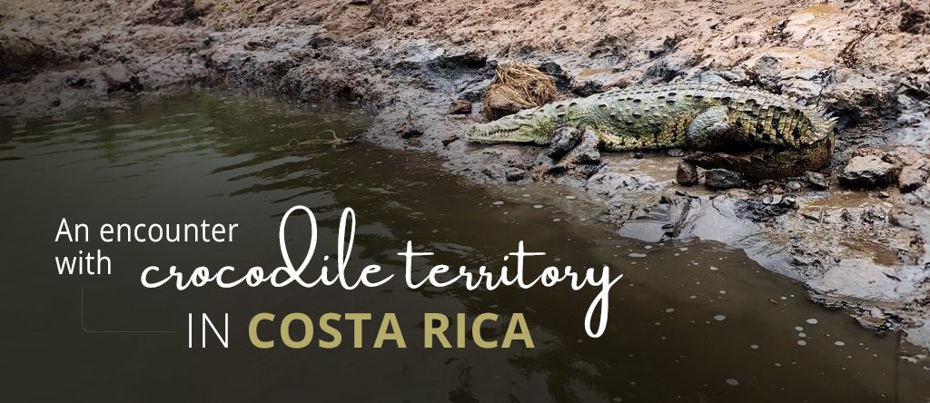 crocodile river tour costa rica