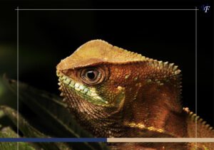 Native Reptiles of Costa Rica
