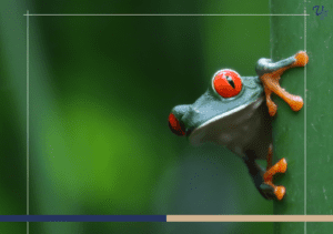 Exploring the Rich Biodiversity of Guanacaste