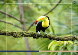 Your Ultimate Guide to Wildlife Tours in Guanacaste