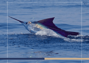 Best Sailfish Fishing in Costa Rica | Seasons, Hotspots & Tips