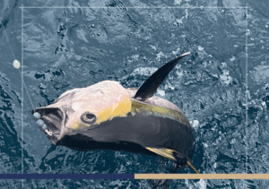 FECOP Represents Costa Rica in Global Billfish Conservation Discussions