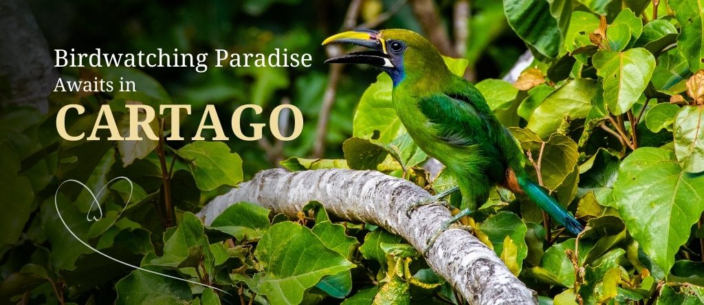 Birdwatching in Cartago Province, Costa Rica