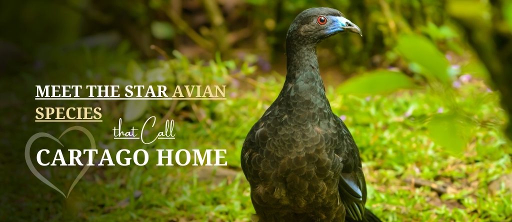Rare Bird Species in Cartago Province, Costa Rica