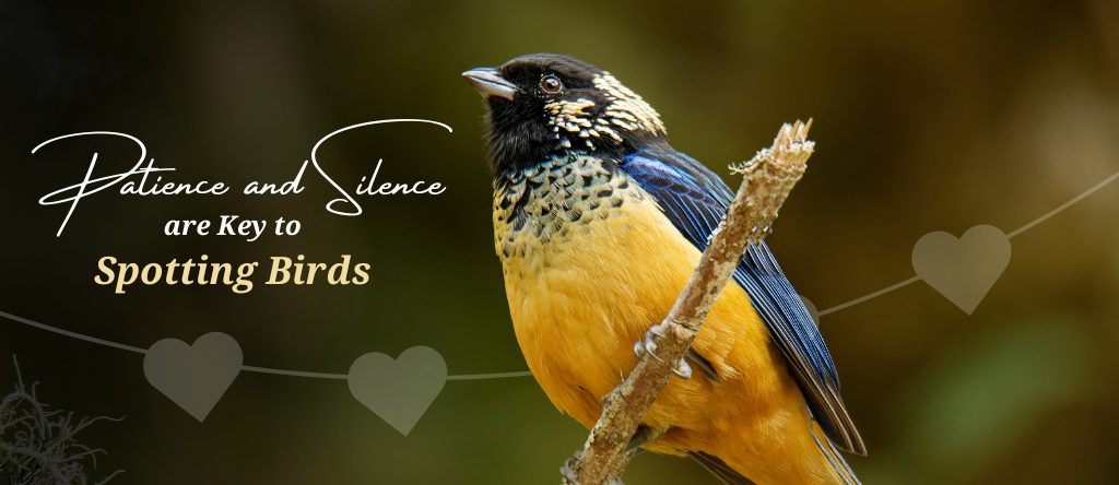 Cartago birdwatching tips