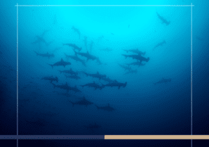 Costa Rica’s Cocos Island Takes Action to Protect Marine Life 