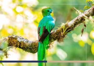 Top Birdwatching Spots in Cartago You Don’t Want to Miss 