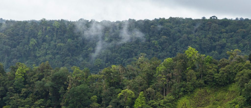El Silencio de Los Angeles Cloud Forest