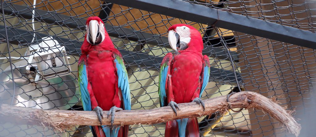 Rescate Wildlife Rescue Center