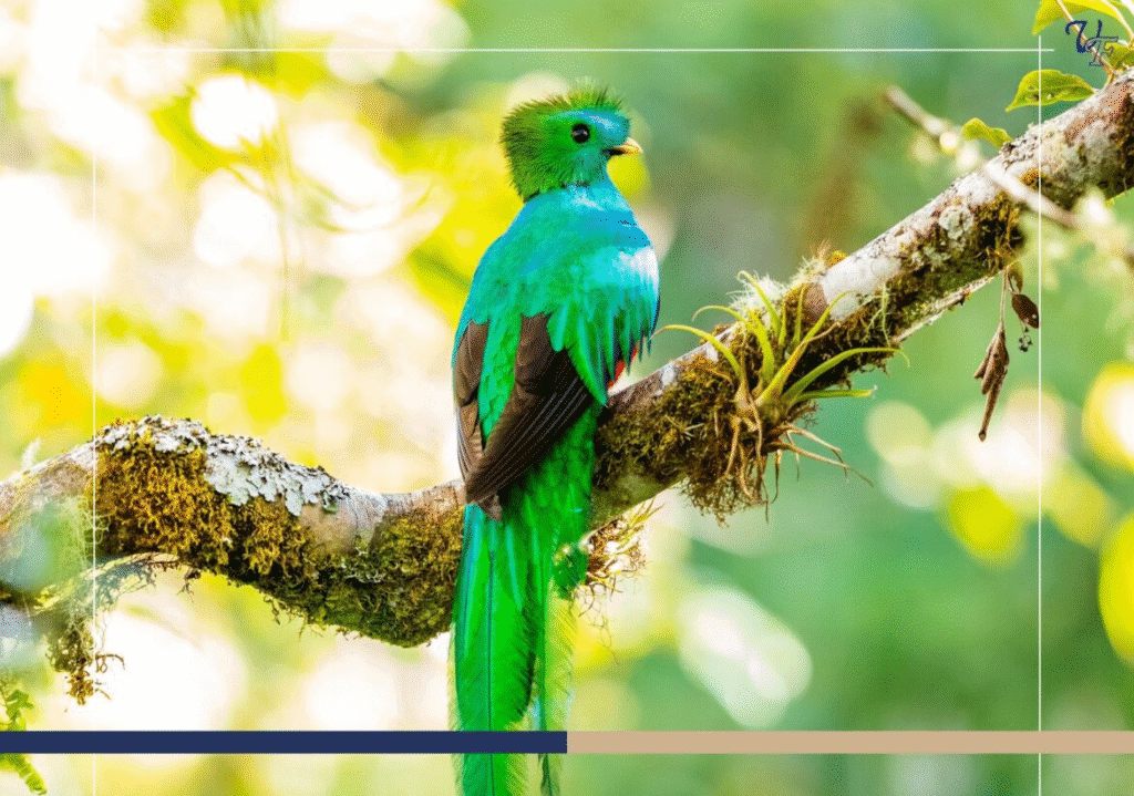 Birdwatching in Cartago, Costa Rica