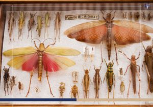 Why the Insect Museum Should Top Your San José City Guide 