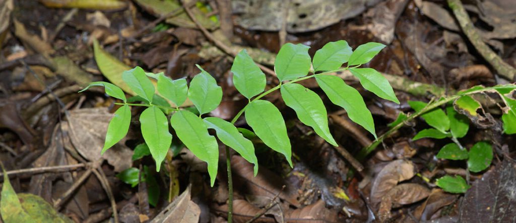 Almendro (Dipteryx panamensis)