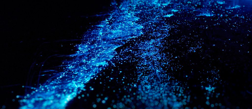 Bioluminescence