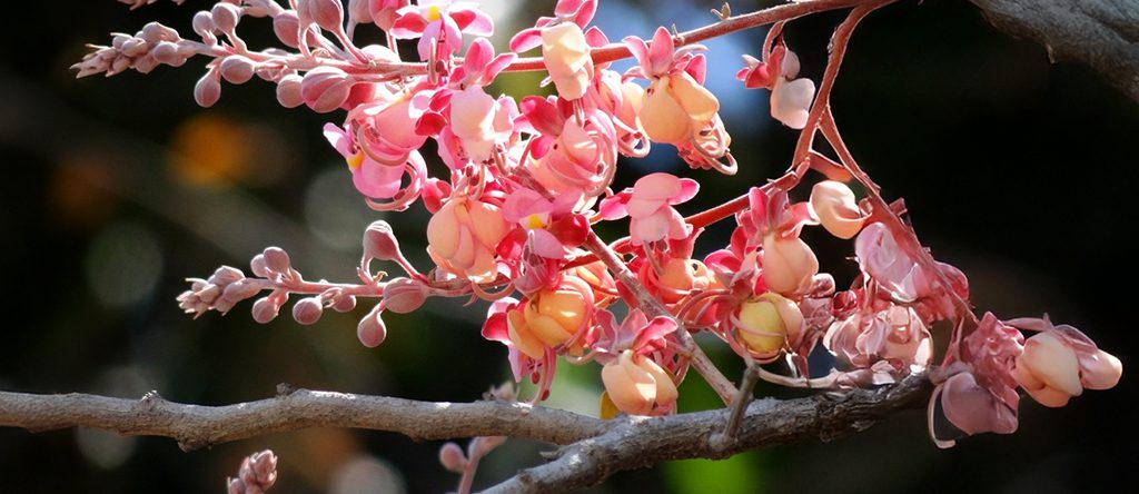 Cassia grandis (Carao or Pink Shower Tree)