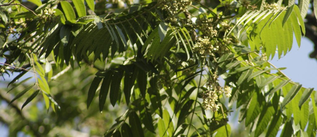 Cedrela fissilis (Brazilian Cedarwood) 