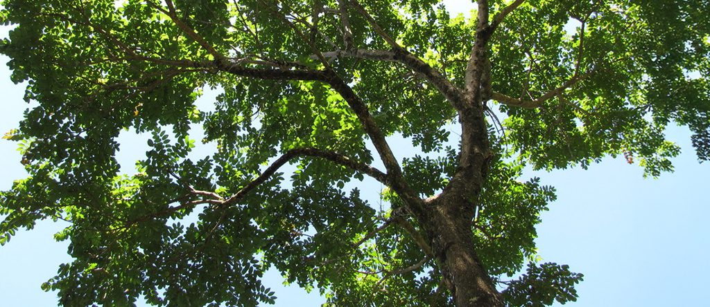 Cocobolo (Dalbergia retusa) 