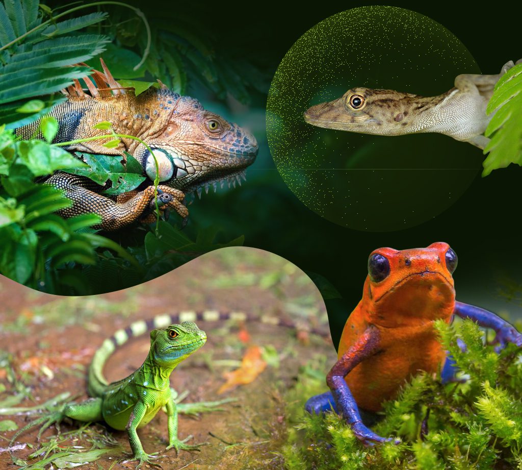 Reptiles and Amphibians