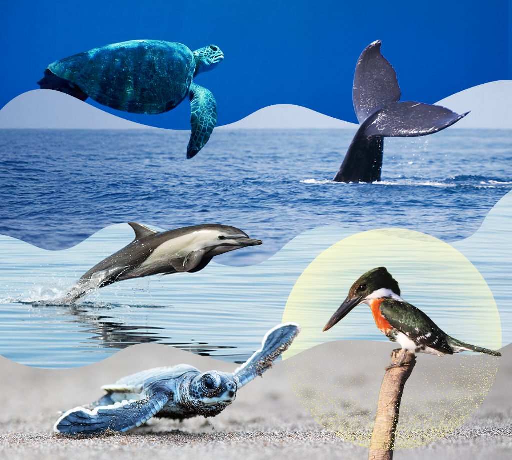 Marine and Coastal Wildlife