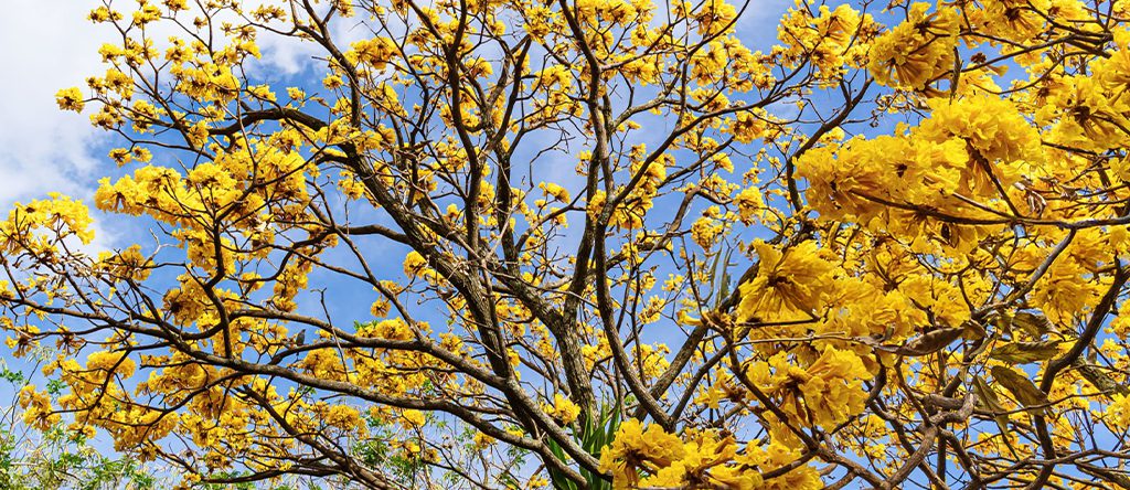 Corteza Amarilla (Yellow Elder) 
