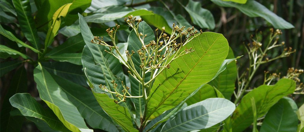 Espavel (Anacardium excelsum) 