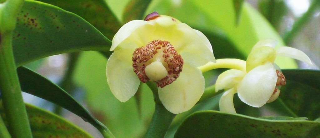 Garcinia magnifolia