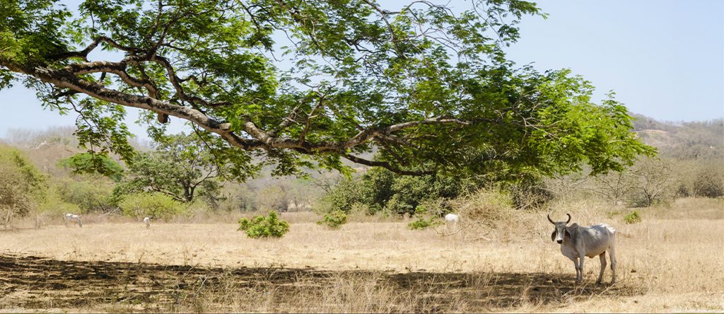Guanacaste Tree (Enterolobium cyclocarpum) 
