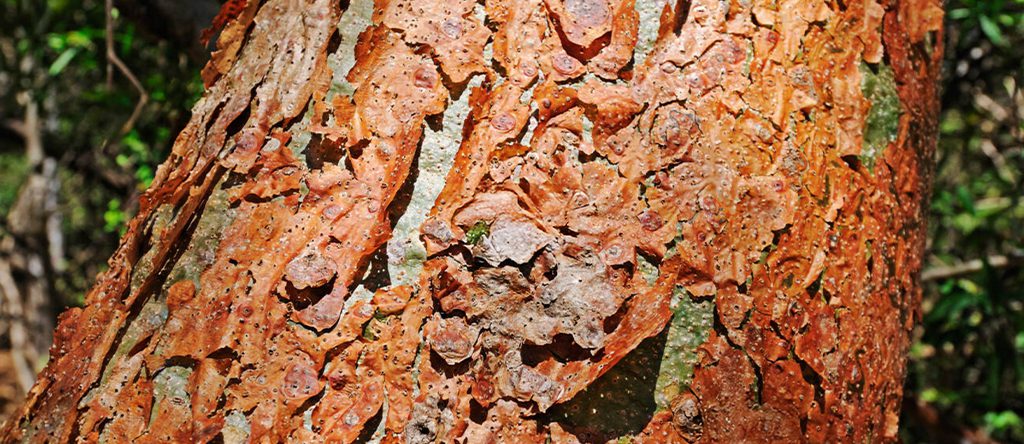 Gumbo Limbo (Bursera simaruba)