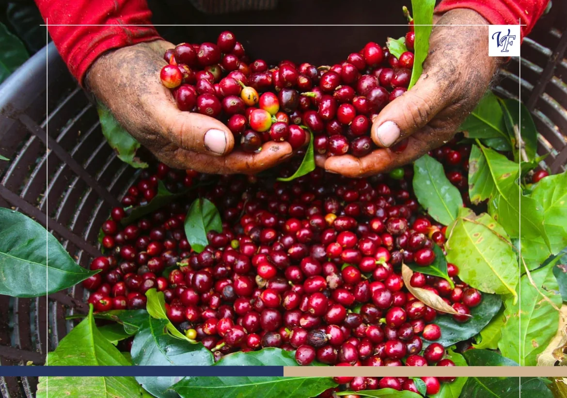A Journey Through Costa Rica’s Hidden Harvests 