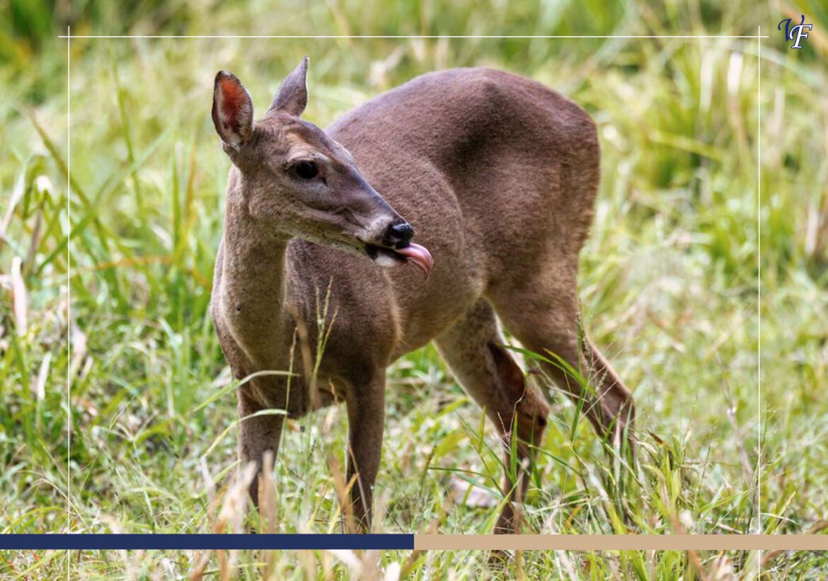 40 Animals You Can Spot in Costa Rica