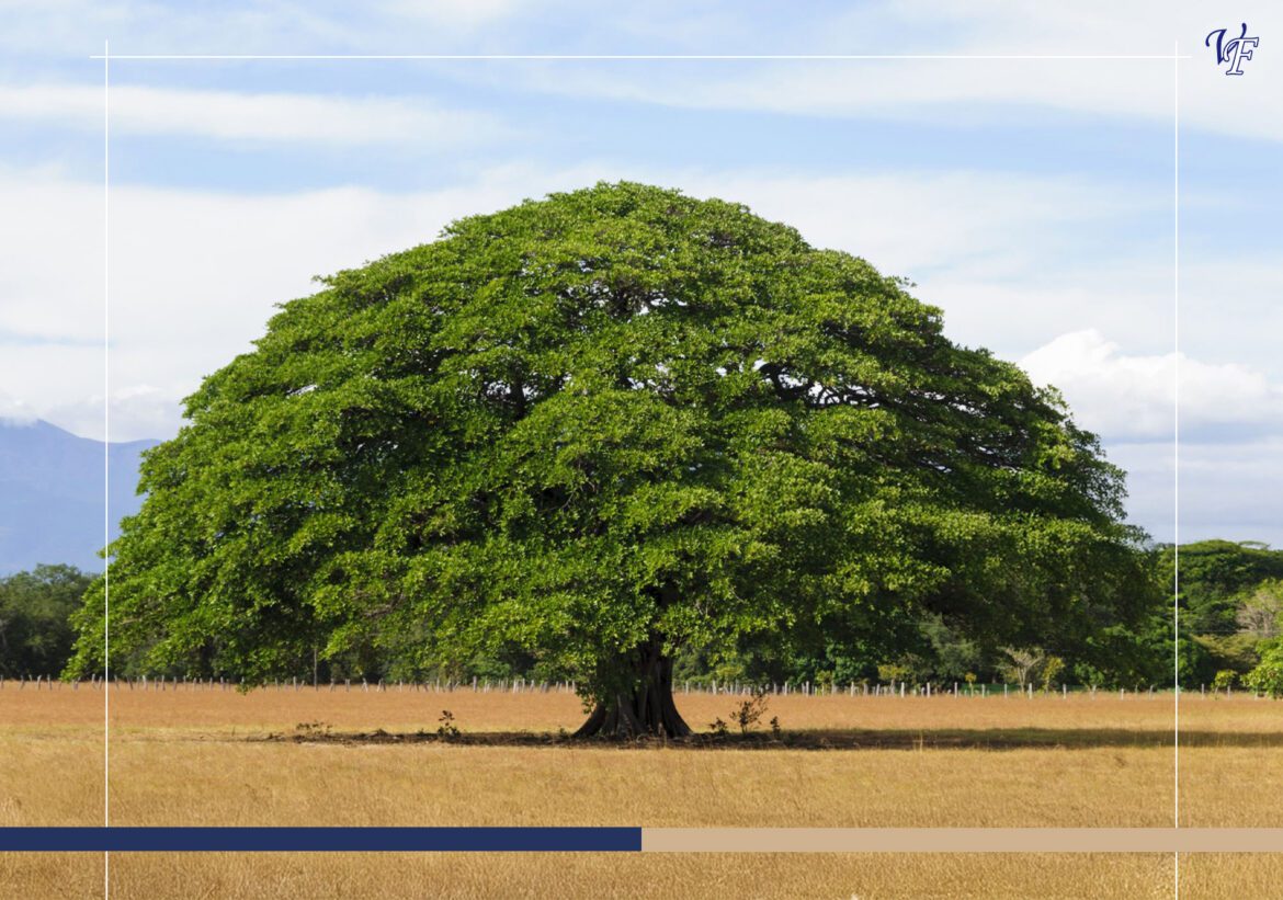 Top 20 Photogenic Trees in Costa Rica 