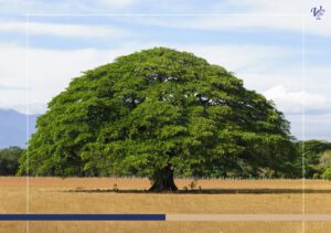 Top 20 Photogenic Trees in Costa Rica 