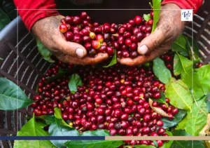A Journey Through Costa Rica’s Hidden Harvests 