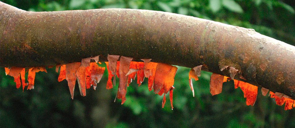 Indio Desnudo (Bursera simaruba)