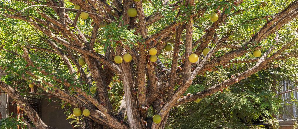 Jícaro (Crescentia alata) 