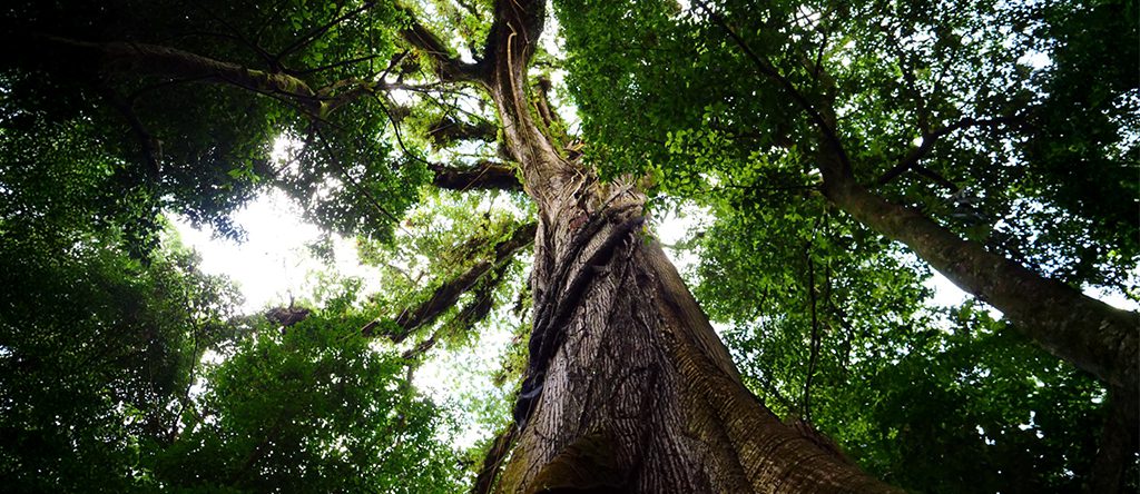 Kapok or Ceiba (Ceiba pentandra)
