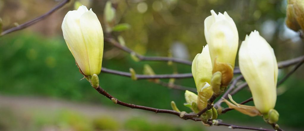 Magnolia poasana