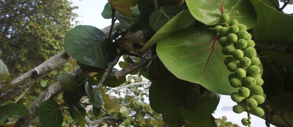 Papaturro (Coccoloba caracasana) 