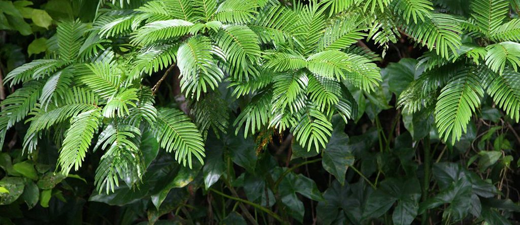 Pentaclethra macroloba 