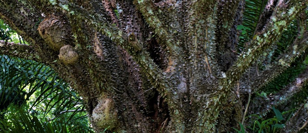 Pochote (Pachira quinata)