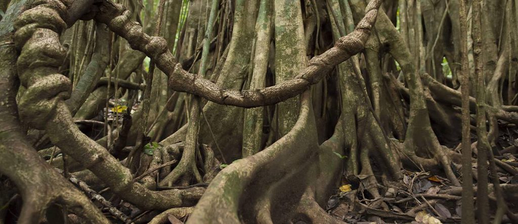 Strangler Fig (Ficus species)
