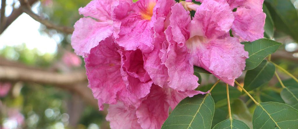 Tabebuia rosea (Roble de Sabana) 