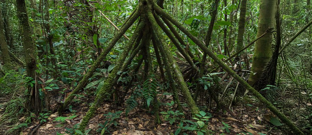 Walking Palm (Socratea exorrhiza)